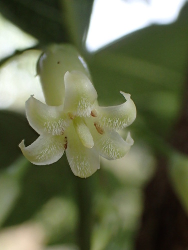 Napali Coast labordia (Labordia helleri)