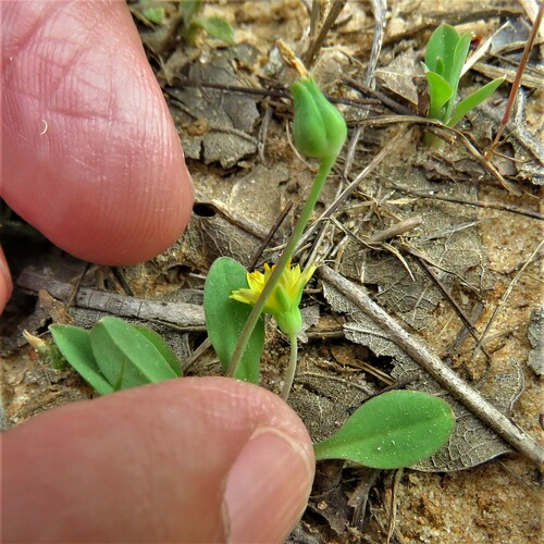 Image of Krigia occidentalis by (c) Annika Lindqvist, some rights reserved (CC BY)