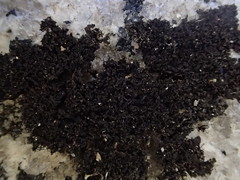 Phaeophyscia decolor