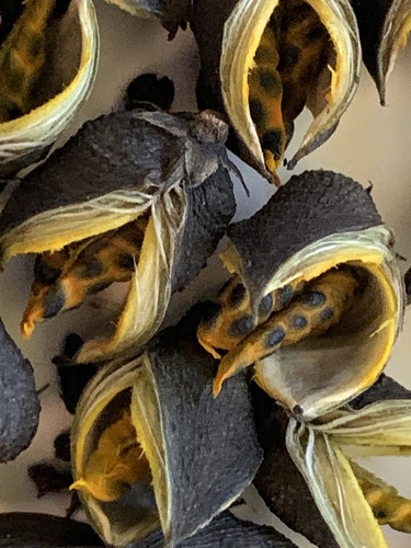 Geniostoma helleri
