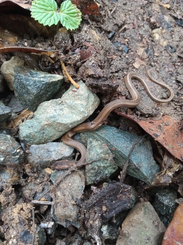 Photo of a Peters' Running Snake (Coniophanes dromiciformis)