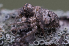 Hamataliwa grisea