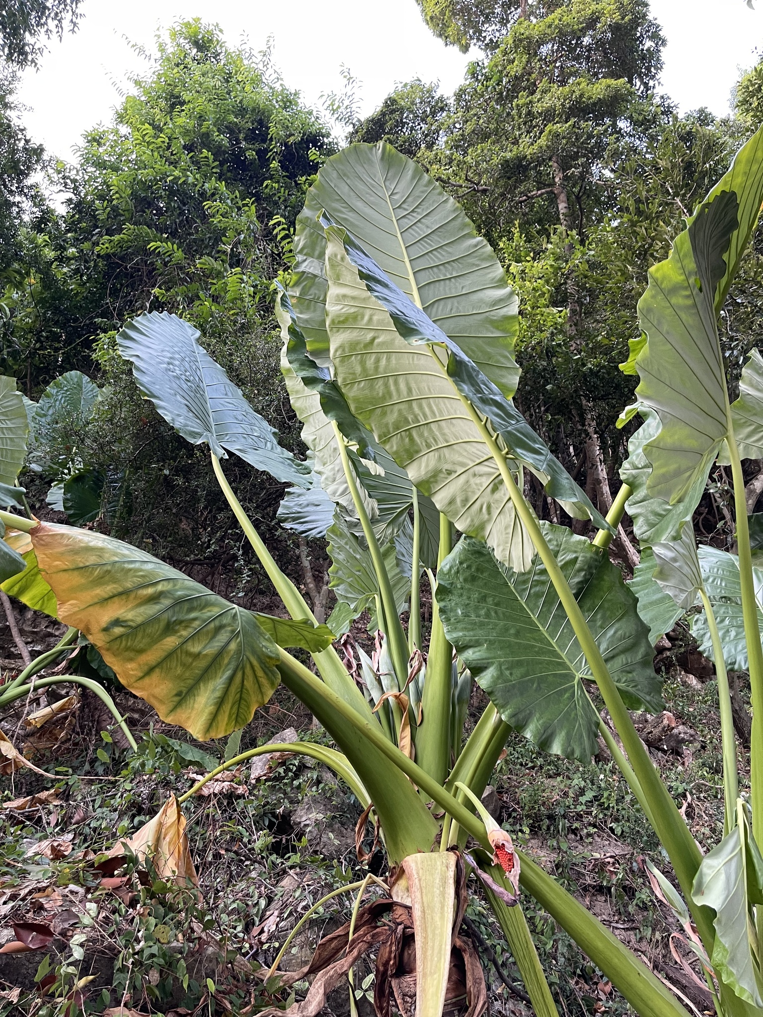 Alocasia hypoleuca P.C.Boyce 2