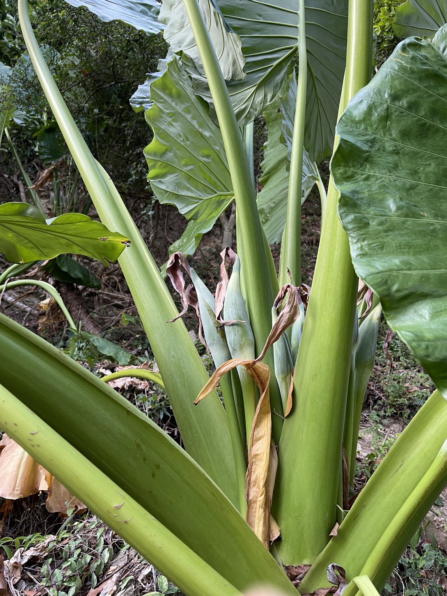 Alocasia hypoleuca P.C.Boyce 4