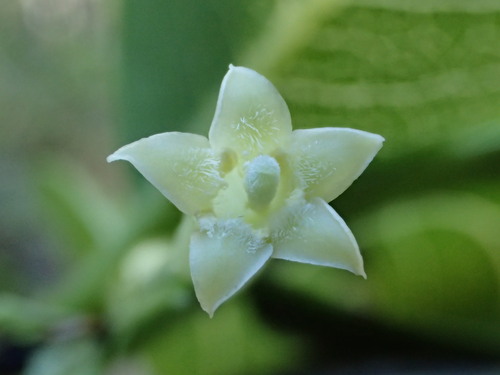 Geniostoma helleri