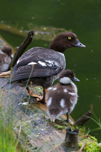 Barrow's Goldeneye