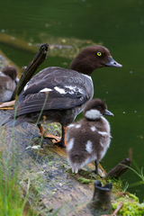 Barrow's Goldeneye photo 5