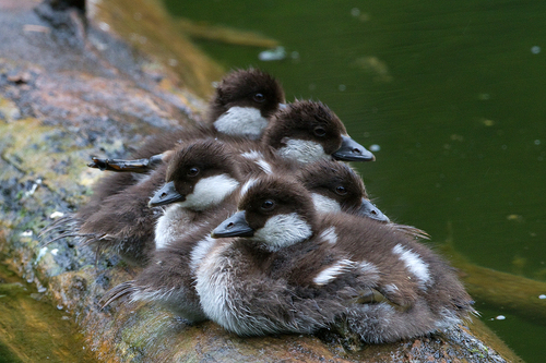 Barrow's Goldeneye, photo 8 of 9