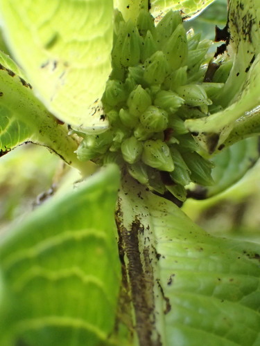 Geniostoma hirtellum observed 2020-05-14