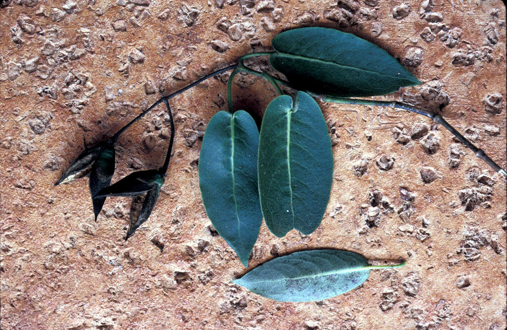Geniostoma lorencianum