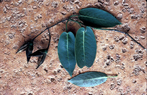 Geniostoma lorencianum