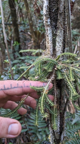 Image of Arboreal Leafystem Orchid (Dichaea hystricina) by (c) José Garrido, some rights reserved (CC BY)