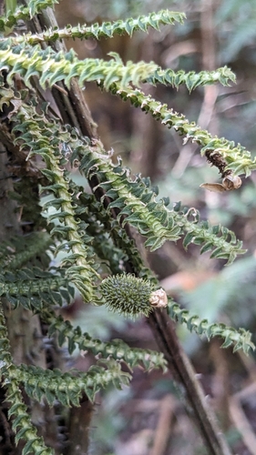 Image of Arboreal Leafystem Orchid (Dichaea hystricina) by (c) José Garrido, some rights reserved (CC BY)