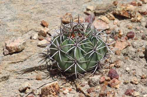 Melocactus zehntneri