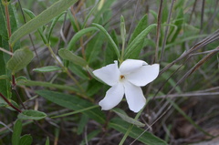 Mandevilla hypoleuca