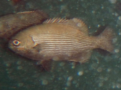 Kyphosus cinerascens