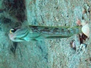 Blackmargin jawfish (Opistognathus nigromarginatus) — Opistognathidae