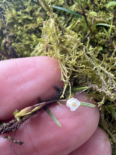 Elleanthus poiformis Schltr. 2