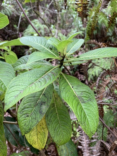 Geniostoma lydgatei
