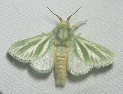 Coenobasis albiramosa