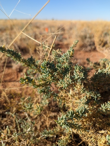 Image of Sclerolaena divaricata by (c) Joe Atkinson, some rights reserved (CC BY)