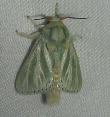 Coenobasis albiramosa