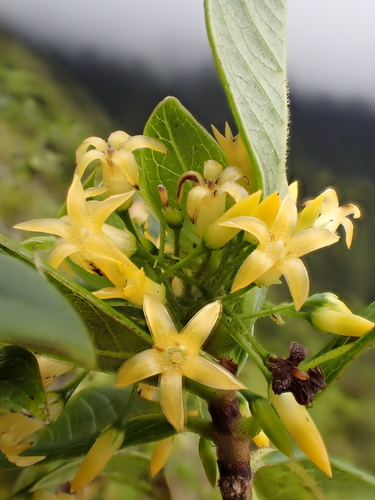 Wahiawa Mountain labordia (Labordia lydgatei)