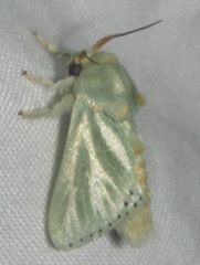 Coenobasis albiramosa