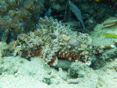 Scorpaenopsis oxycephalus