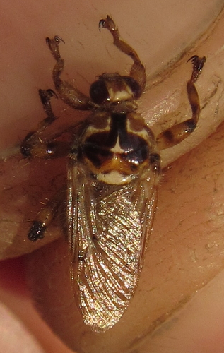 Hippobosca longipennis