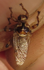 Louse fly