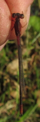 Ceriagrion katamborae