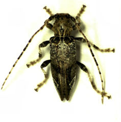 Tetrorea cilipes