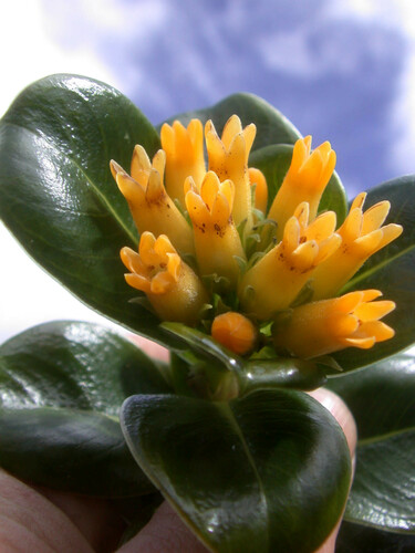 Kauai labordia (Labordia pumila)