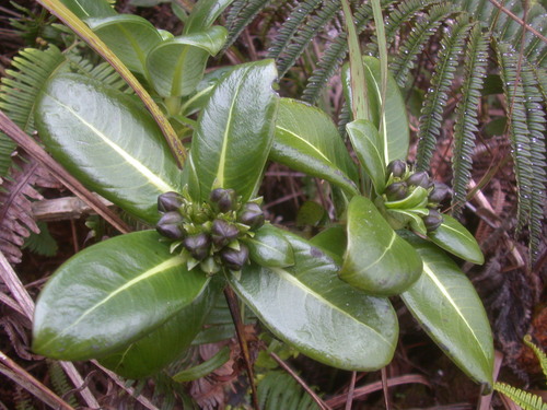 Geniostoma pumilum