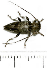 Tetrorea cilipes