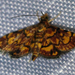 Pyrausta staiusalis - Photo (c) Emily Hjalmarson, some rights reserved (CC BY-NC), uploaded by Emily Hjalmarson