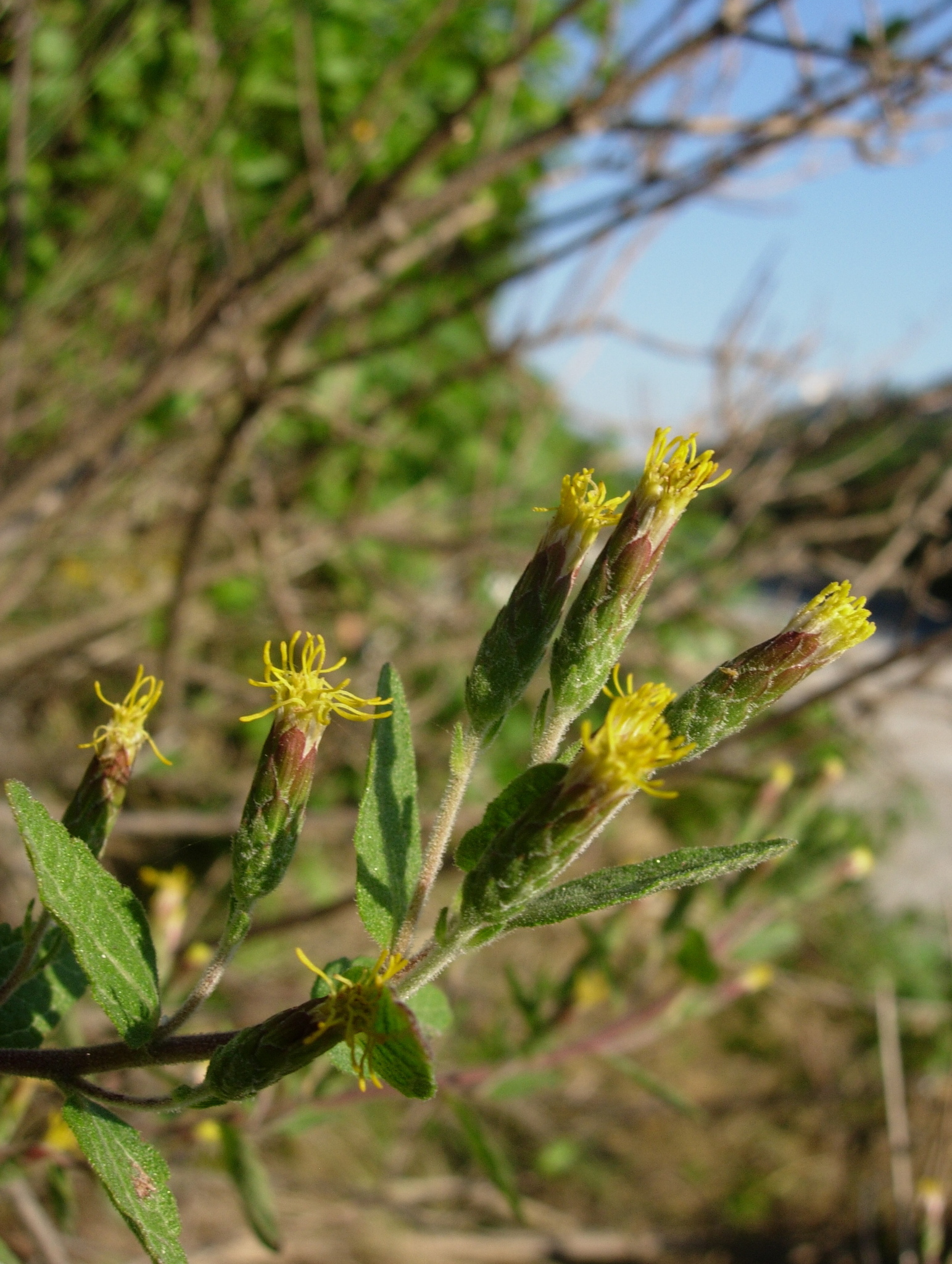 Brickellia cylindracea