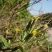 Brickellia cylindracea - Photo (c) Josh*m, algunos derechos reservados (CC BY-NC-SA)
