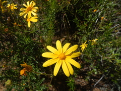 Osteospermum rigidum elegans