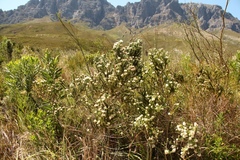 Aspalathus cephalotes cephalotes