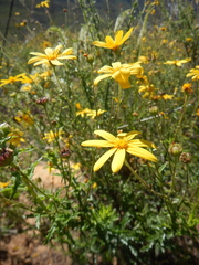 Osteospermum rigidum elegans