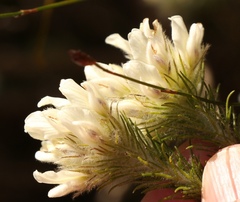 Aspalathus cephalotes cephalotes