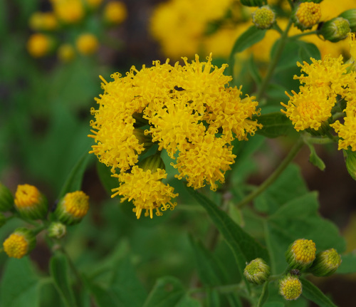 Pericome caudata A.Gray