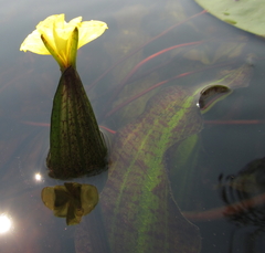 Ottelia ulvifolia