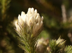 Aspalathus cephalotes cephalotes