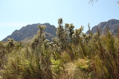 Aspalathus cephalotes cephalotes