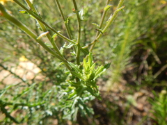 Osteospermum rigidum elegans