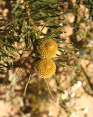 Leucospermum lineare