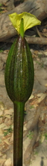 Ottelia ulvifolia
